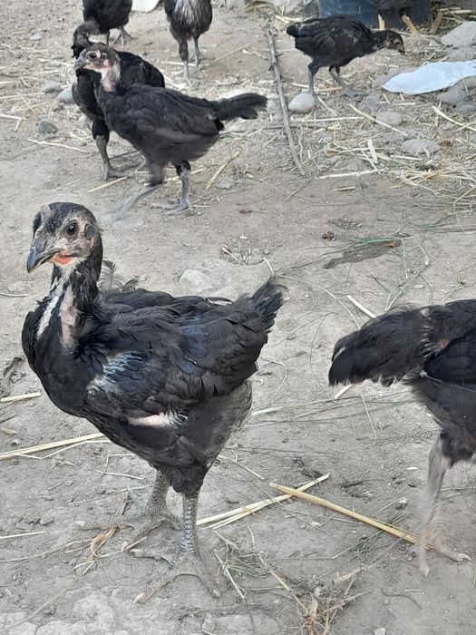 Qorashagzoda jojalar sotiladi