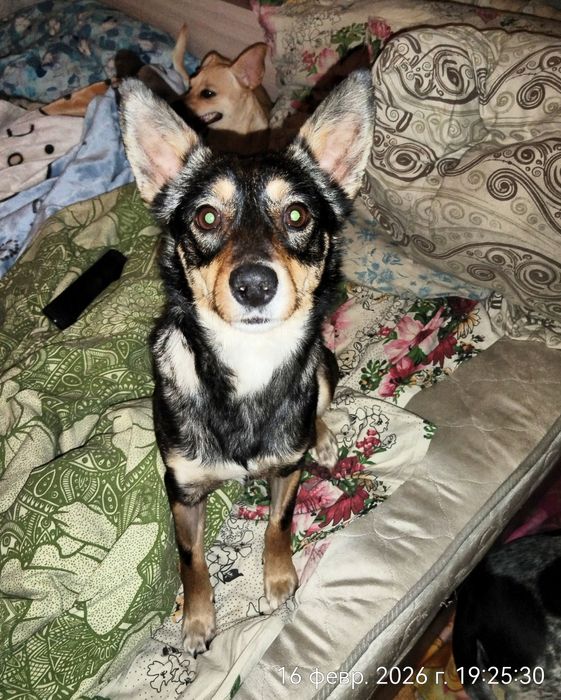 Милая собачка в поисках дома