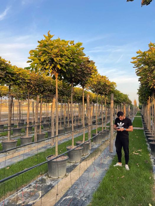Catalpa  globular la comanda