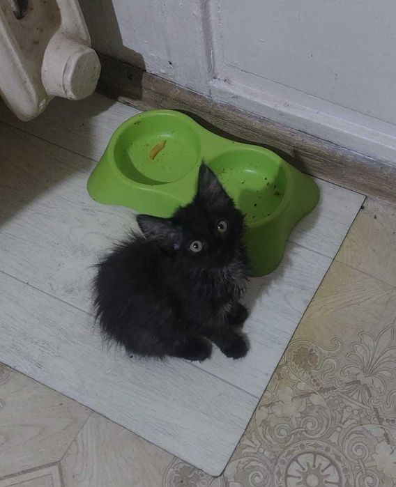 Котятки в поисках дома!
