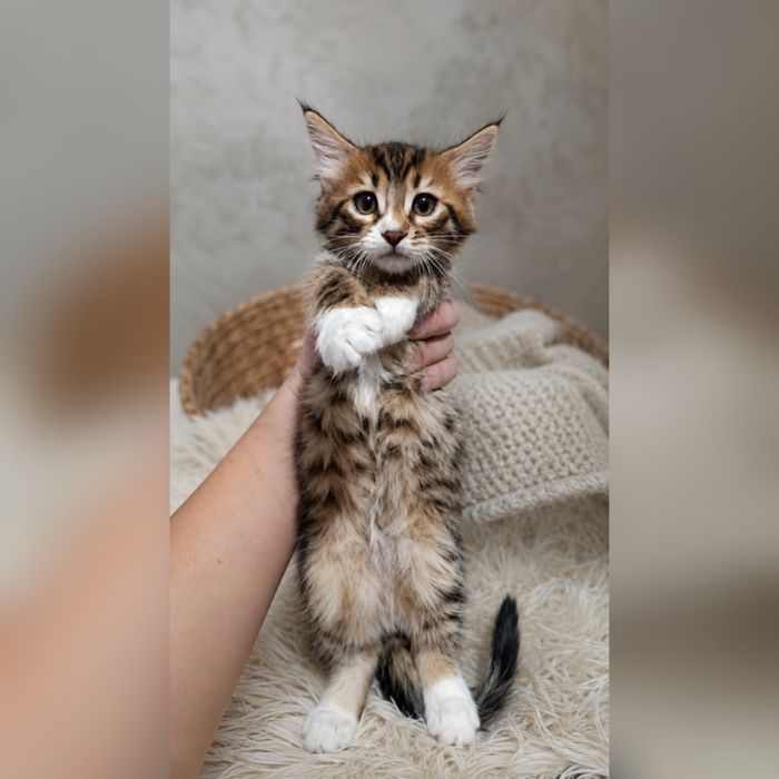 Бенгальские котята