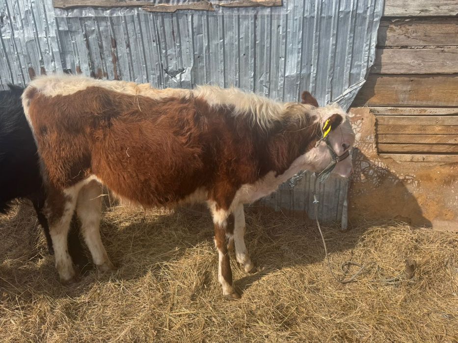 Сатылады алты бука