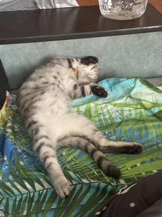 Отдам кошечку, полгода