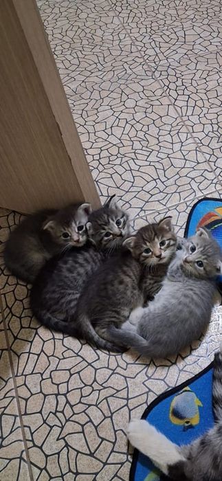 Вислоухие котята девочки 1 мес