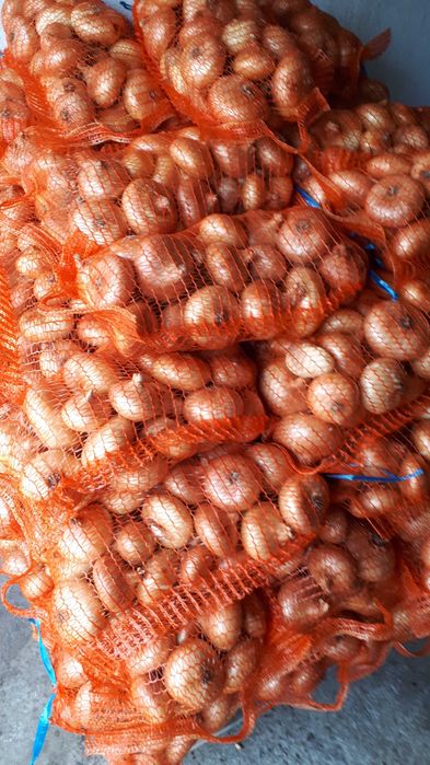 Ceapa galbena plata de vanzare