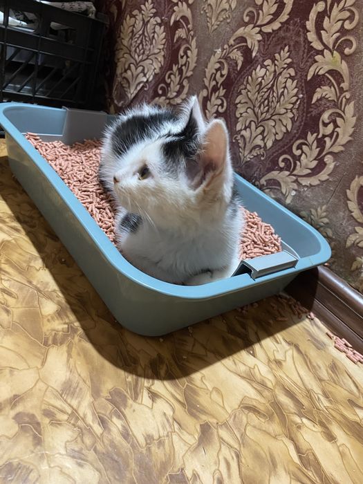 Котенок в добрые руки