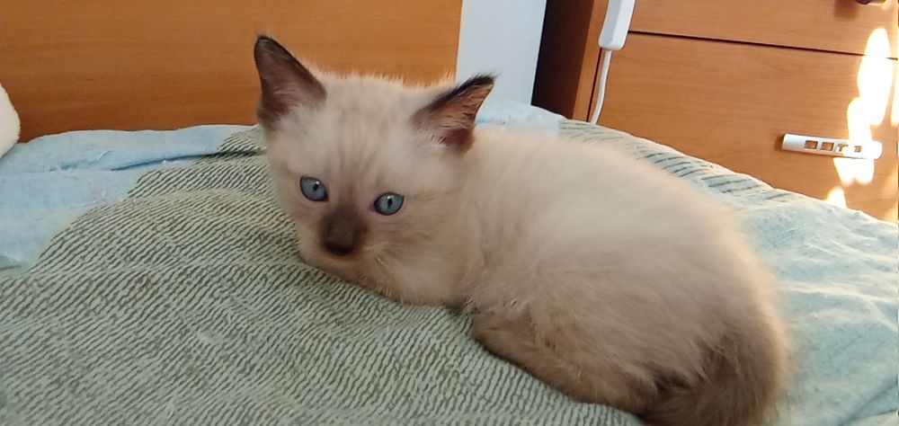 Мъжко сиамско коте  на 2 месеца