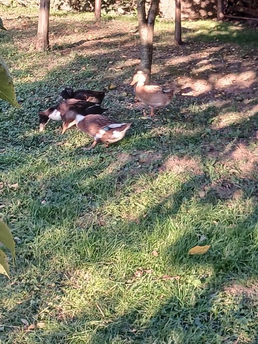 Vând familie de rate moțate formată din 4 femele și un mascul!