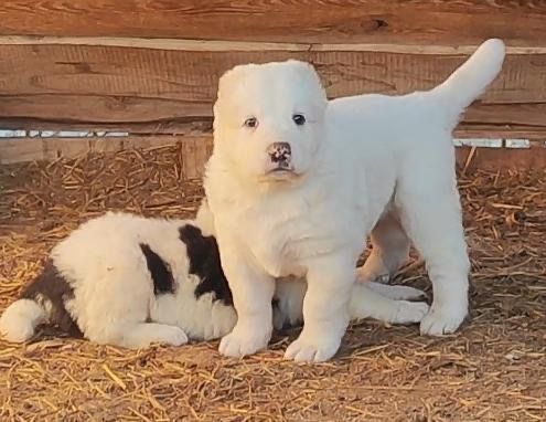 Продам самого крупного щенка