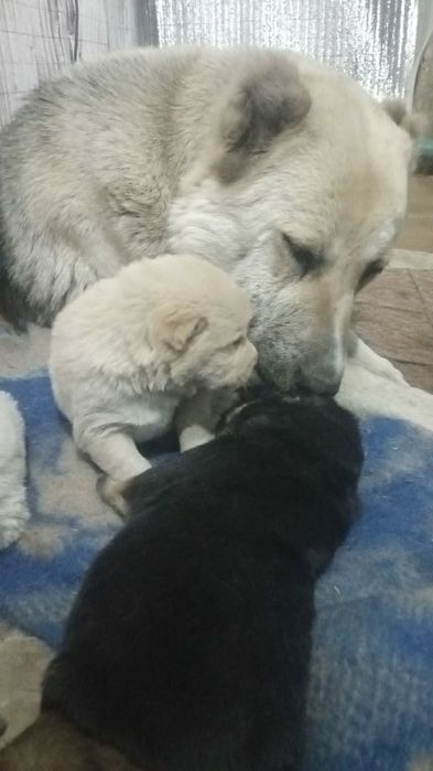 Продам щенков Алабая