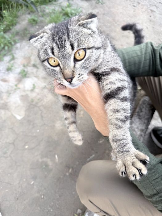 Scottish fold 1ta sotiladi  3ta oddiy parodali mushuk xadyaga beriladi