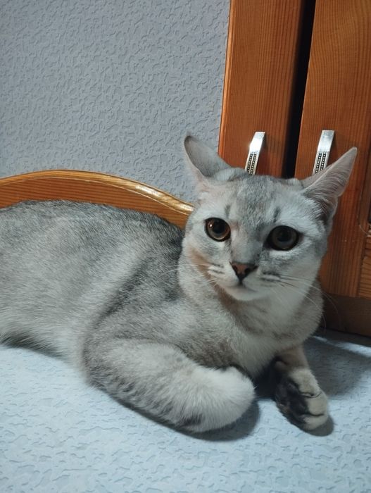 Neylon kiygan qozoq qizlari