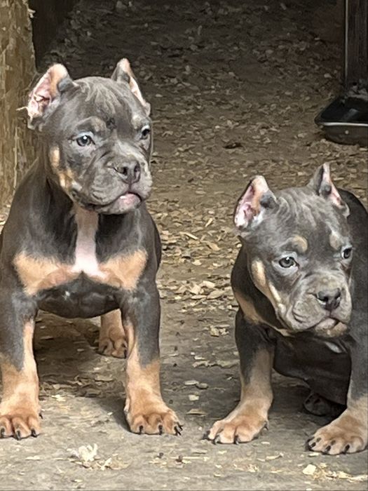 Щенки американский булли