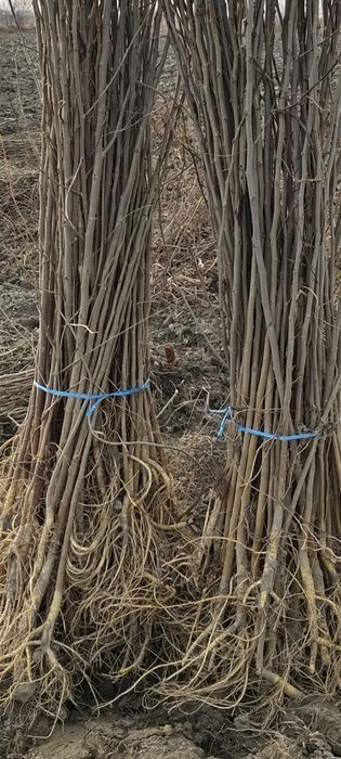 Tut kuchat 1 ,2 yillik,balxi payvand,sensa