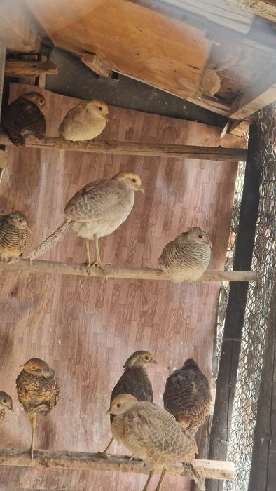 Păun mascul, fazani