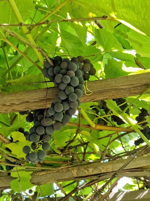 Продам дачу  7,5 соток