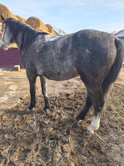 Жылқы сатылады соғым