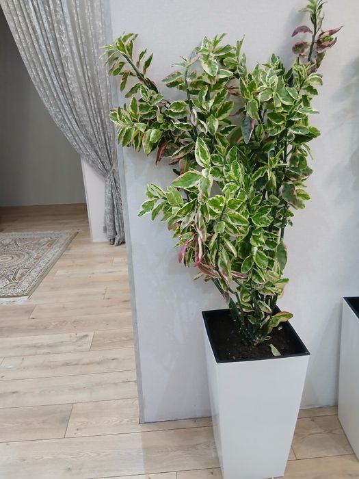 Комнатный цветок. Офисные растения, цветы. Педилантус.