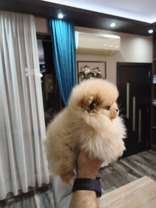 Померан мъжки и женски