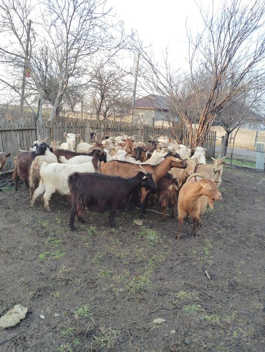 Vând capre gestante