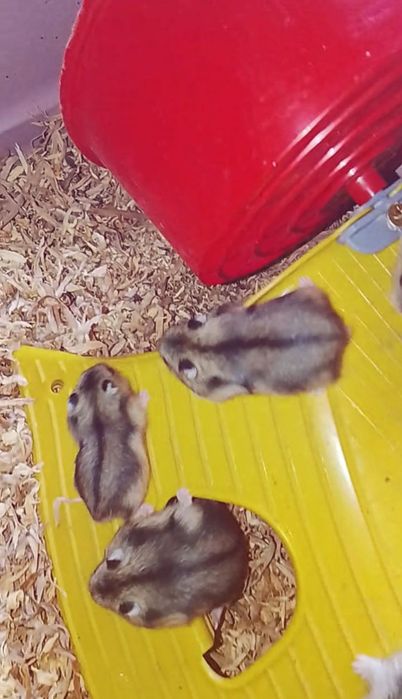 Vând pui de hamster pitic