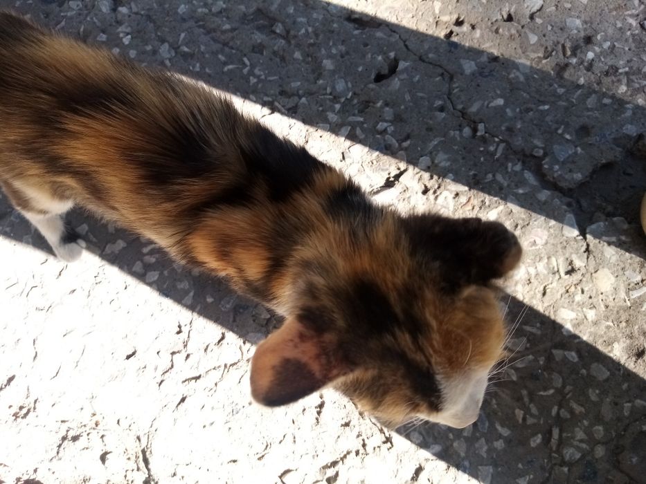 Отдам бесплатно кошку в хорошие руки