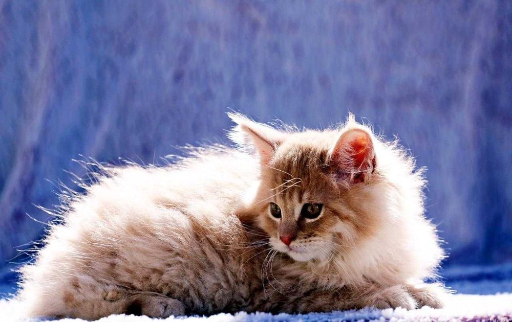Motănel Maine Coon de elită – Pedigree WCF – Crescător behaviorist