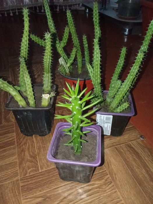 Разные Цветы Домашние.