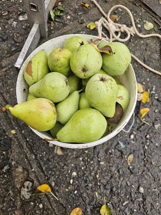 Vand pere de iarna
