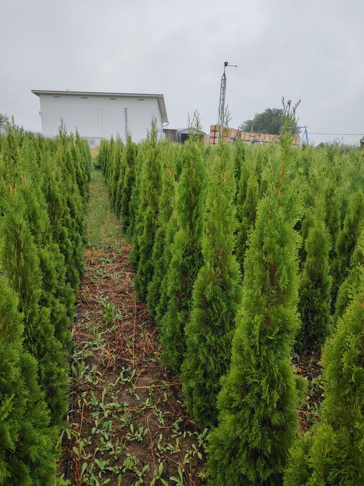 Туя Брабант Смаракт с поля