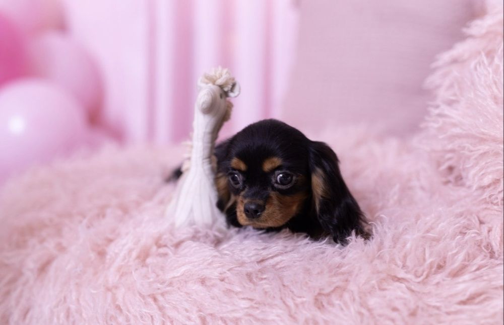 Кавалер Кинг Чарльз спаниель