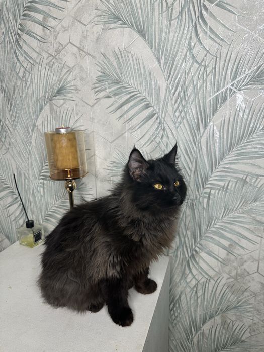 Котик мальчик ручной