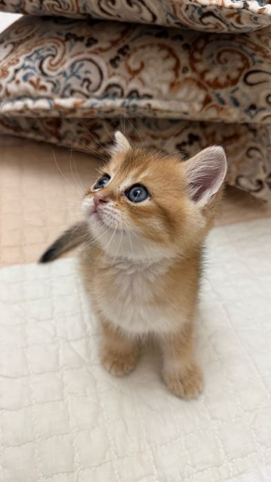 Продаю шотландских котят