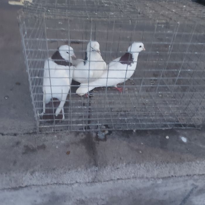 Краснашейки сизашейки 3 самец