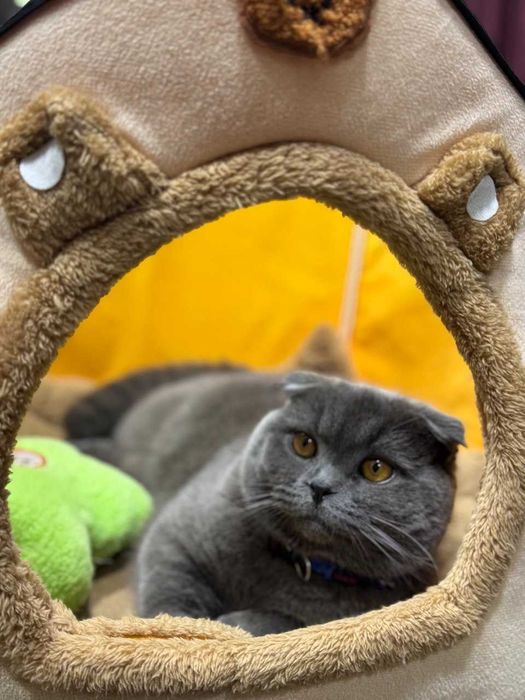 Mushuklar vyazka sotilmidi