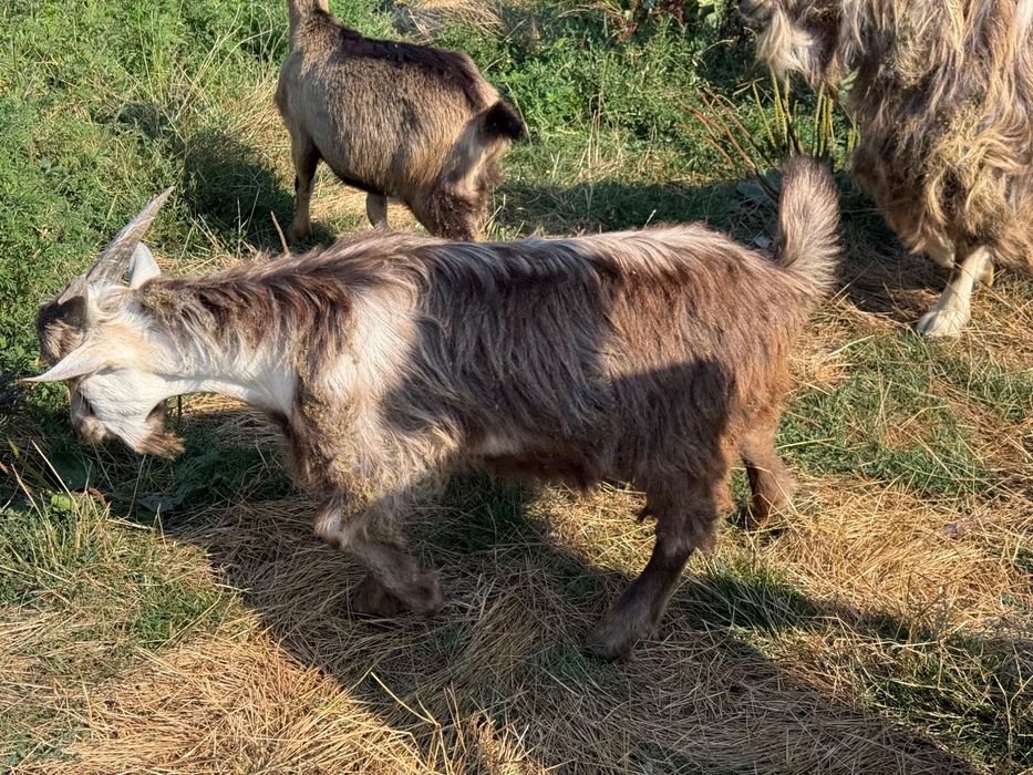 Vând capre bune de lapte