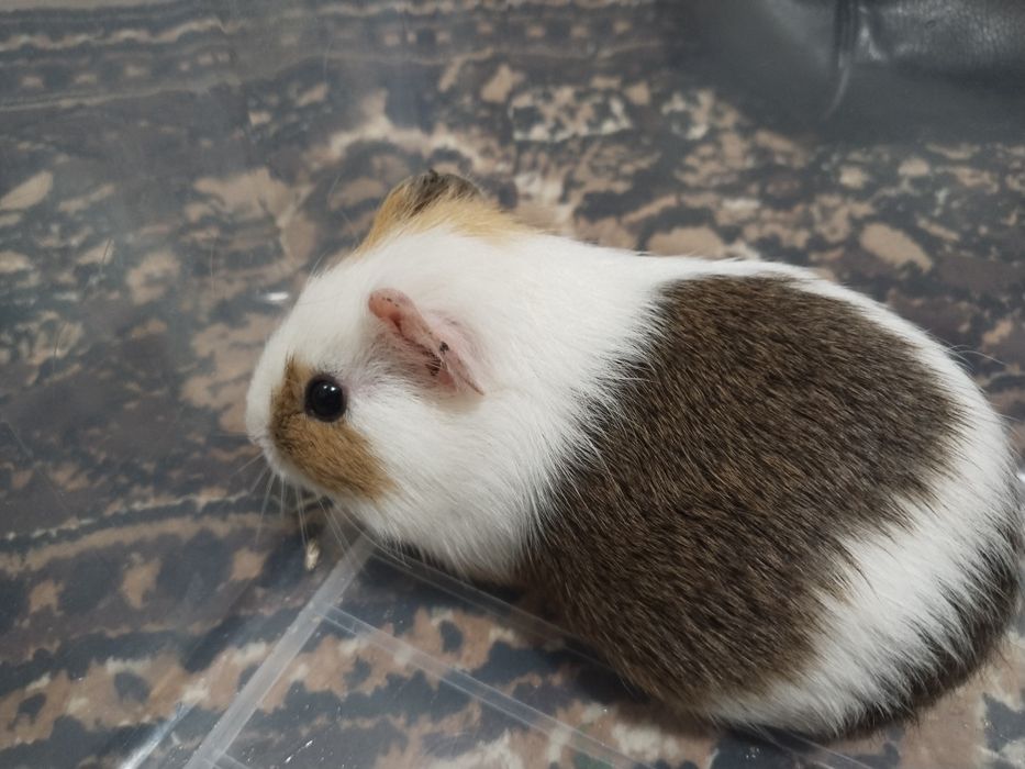 Dengiz cho,'chgalari sotiladi