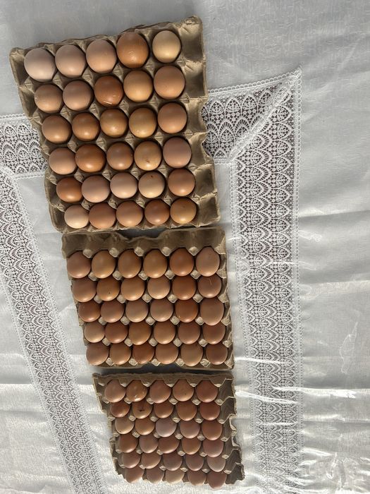 Инкубационные яица