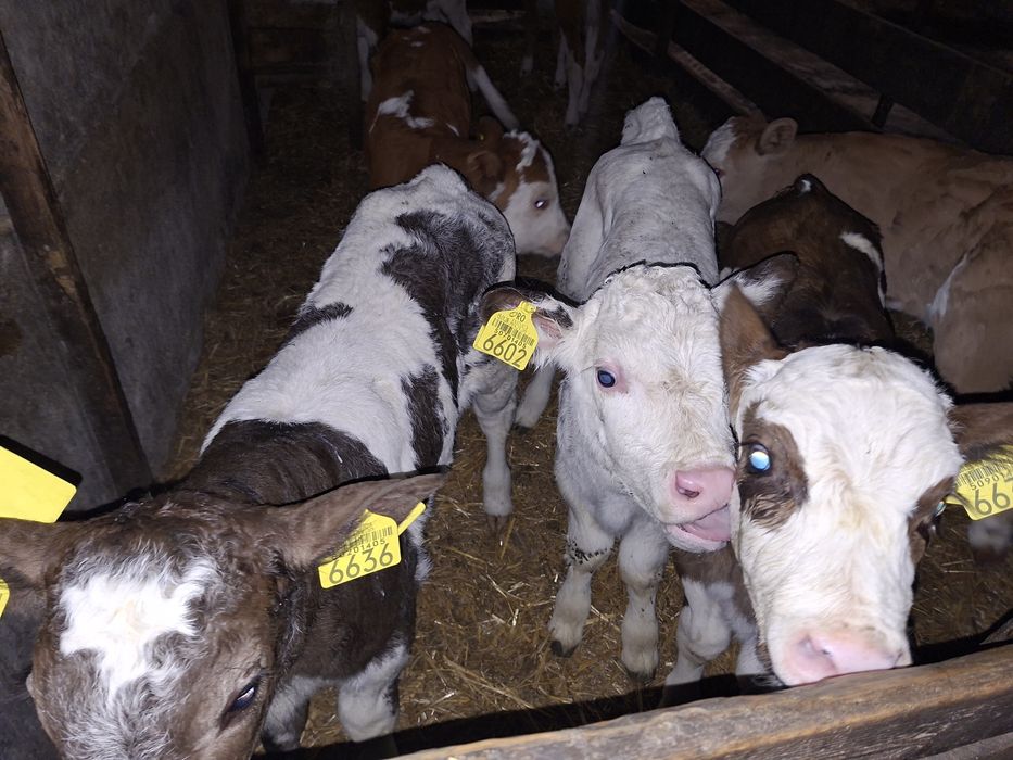 Vand viței și vitele