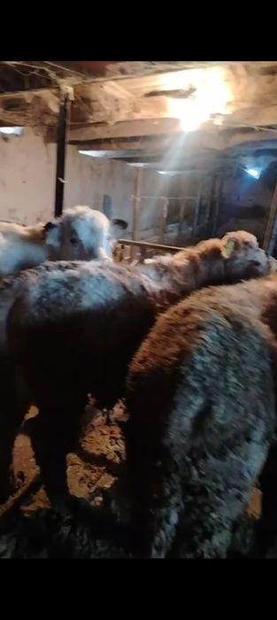 Продам бычков 20 голов