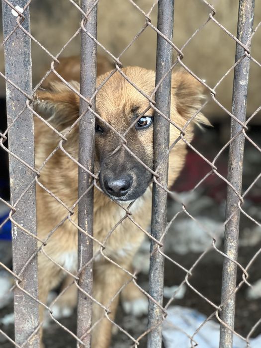 Собака в хорошие руки