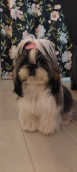 Pet Sitting Premium în familie. Liniște, grijă și siguranță pentru cățelul tău