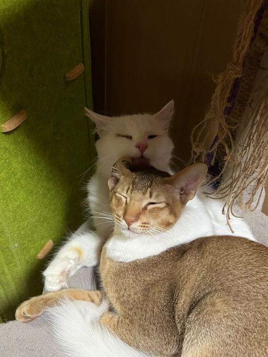 Породистые котята