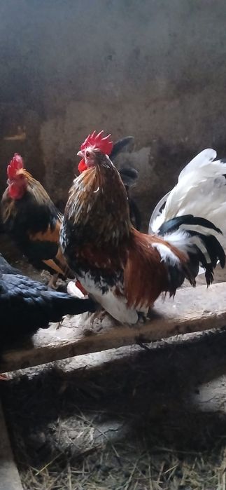 Vând puicuțe și cocoșel americani..