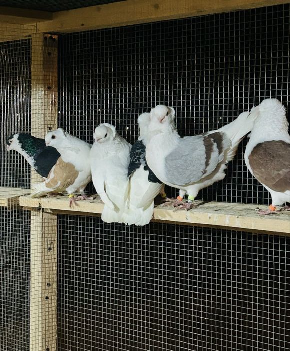 Porumbei Pescaruși Germani