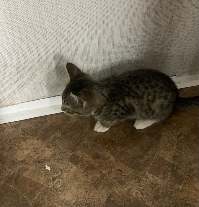 Отдам котенка бесплатно