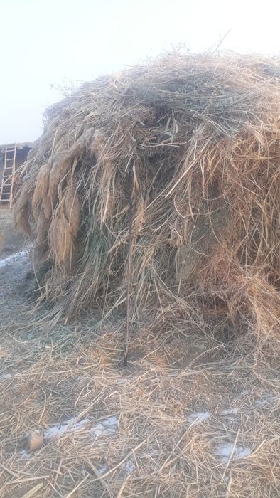 Янтоқ аралаш бегона ўт сотилади