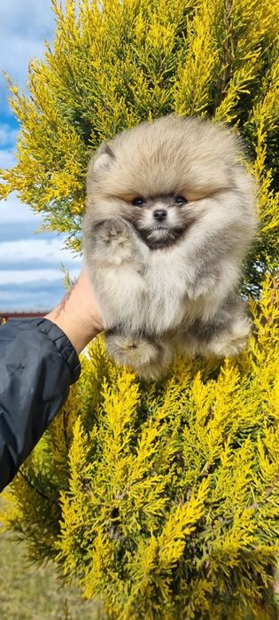 Померан померанче