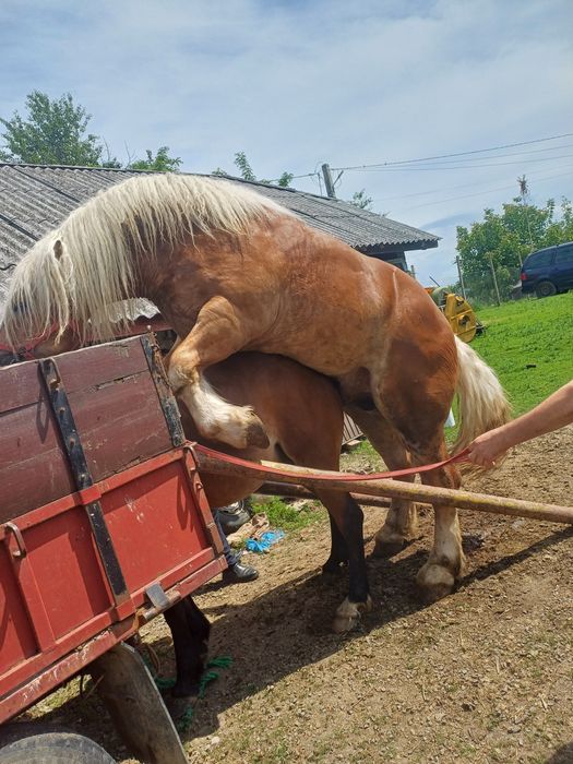 Vând mânză de 1 an