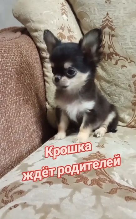 Счастье на ладошке